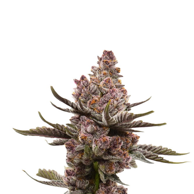 Kosa Flower